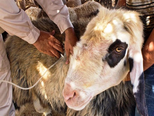 واکسیناسیون 581 هزار رأس دام علیه شاربن در خراسان‌جنوبی