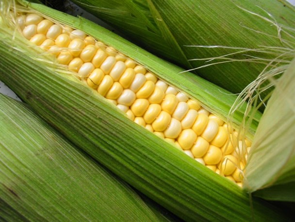 دست دولت در جیب ذرت کاران خوزستانی