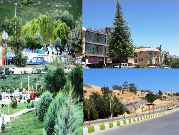 خودنمایی درختان کاج در بلوارهای شهر یاسوج/ وقتی درختان بومی قربانی سیاست های اشتباه می‌شوند+تصاویر