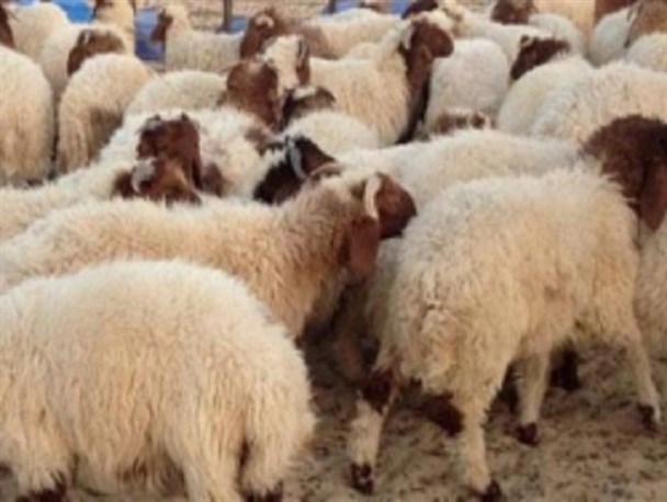 کشتار دام در اردبیل افزایش یافت