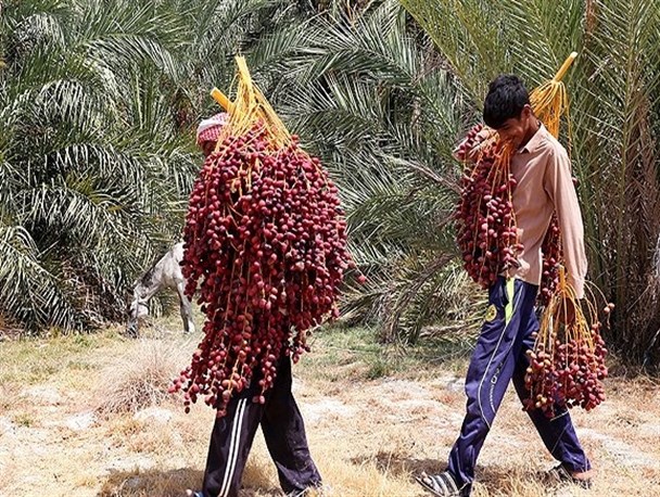 تعاون روستایی متولی اصلی خرید محصولات از ‏کشاورزان/ پیش بینی برداشت 40هزارتن خرما در سراوان