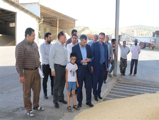 خرید ۱۷ هزار تن گندم از کشاورزان میاندوآب