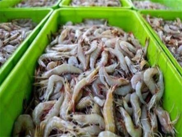 سیستان و بلوچستان تنها استان صادرکننده مولدمیگو در کشور/ سطح زیر کشت پرورش میگو ۵۰ درصد افزایش یافت