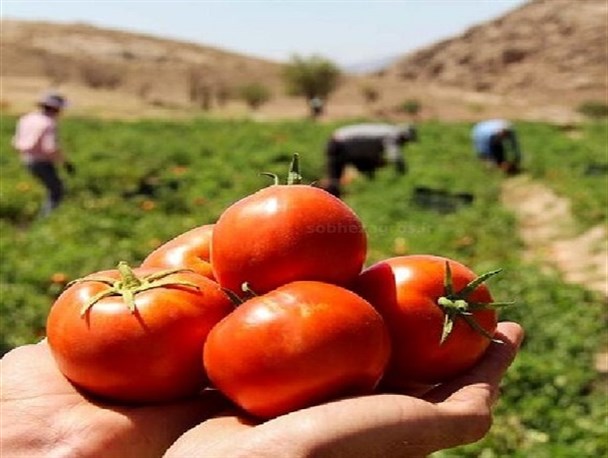 عرضه میوه درجه سه با قیمت میوه درجه یک به شهروندان لنده+تصاویر