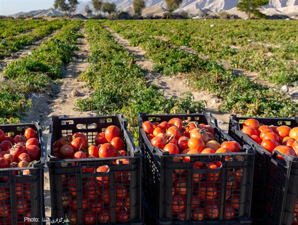 قیمت گوجه فرنگی به بیش از ۱۰ هزارتومان رسید