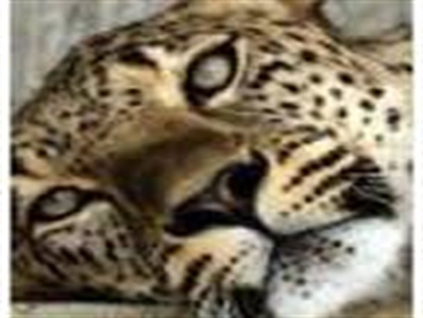 پلنگ مازندران پس از خوردن مرغ های مُرده جان باخت