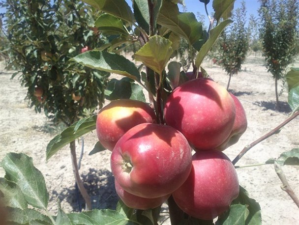 گزارش تصویری از برداشت سیب در شهرستان شیروان