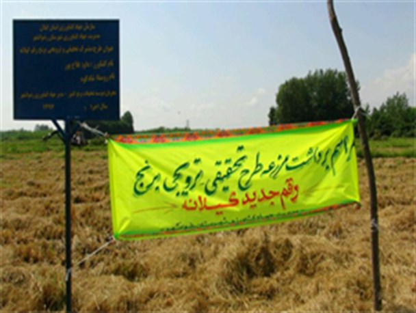 برداشت برنج گیلانه برای اولین بار در شهرستان رضوانشهر