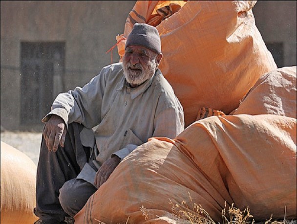 طلب گندم کاران ملکشاهی 70 روزه شد