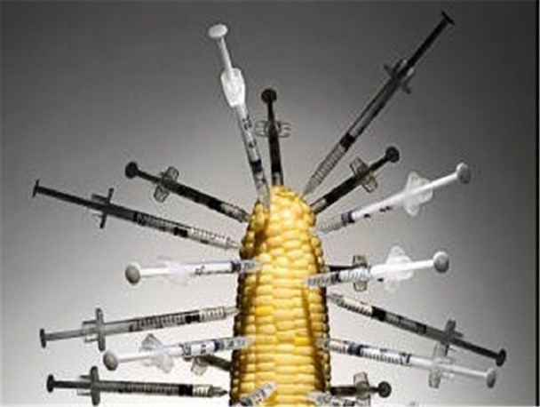 برنامه ششم تنها در یک ماده آن هم به صورت خلاصه به کشاورزی پرداخته است/ 33صفحه الحاقیه تهیه کرده‌ایم/محصولات تراریخته امنیت غذایی ملی مردم را به خطر می اندازد