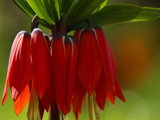 لاله های واژگون دریاچه گهرمیزبان کوهنوردان همدانی