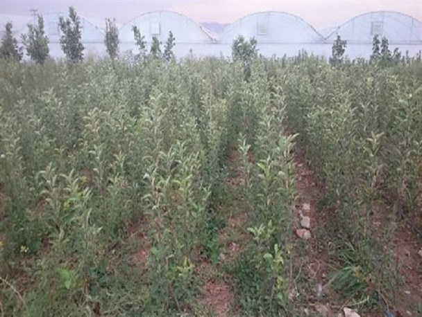 از 8 طرح باغ سیب مالینگ در شهرستان قروه بهره برداری شد