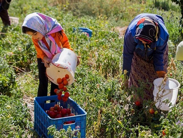 صیفی کاران البرزی در کشاقوس اقتصاد و بحران اقلیمی/ کشاورزان مهمترین تعیین کننده شرایط خود هستند