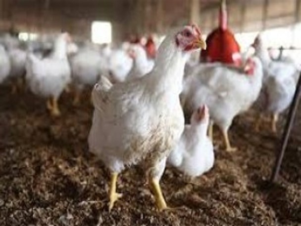 مرغ روی مدار گرانی/دلایل ظهور موج جدید گرانی در بازار مرغ و تخم مرغ
