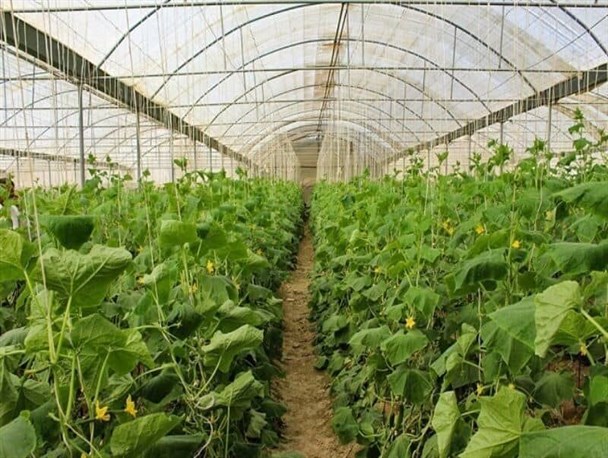عملیات اجرایی مجتمع گلخانه‌ای دستگرد در شهرستان شهرکرد کلید خورد