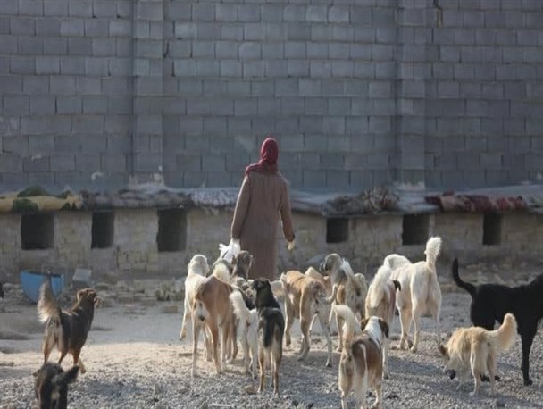 سگ‌های ولگرد از جان شهرها چه می‌خواهند؟