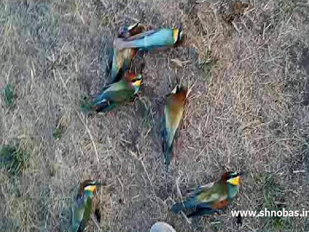 جنایت زیست محیطی در روستای دوربه اشنویه
