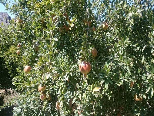 آغاز برداشت انار در شهرستان مرزی میرجاوه
