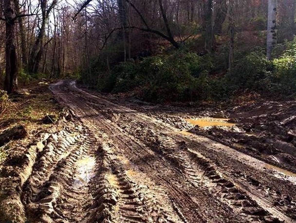 تهدید جنگل‌بانان توسط جنگل‌خواران در غرب مازندران