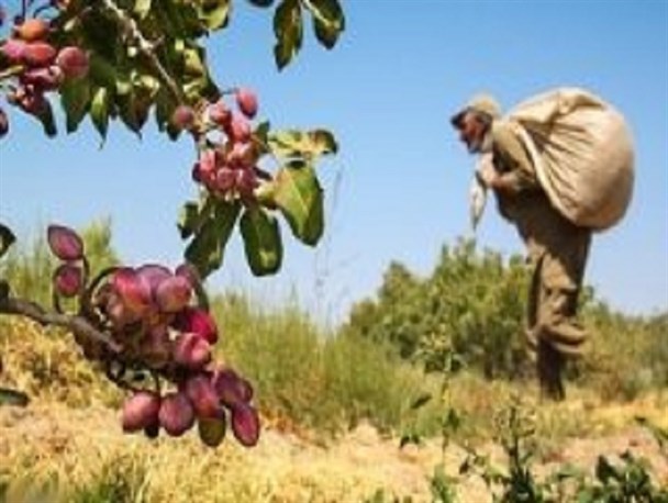 آغاز فصل برداشت پسته از 3500 هکتار باغ‌های آران و بیدگل