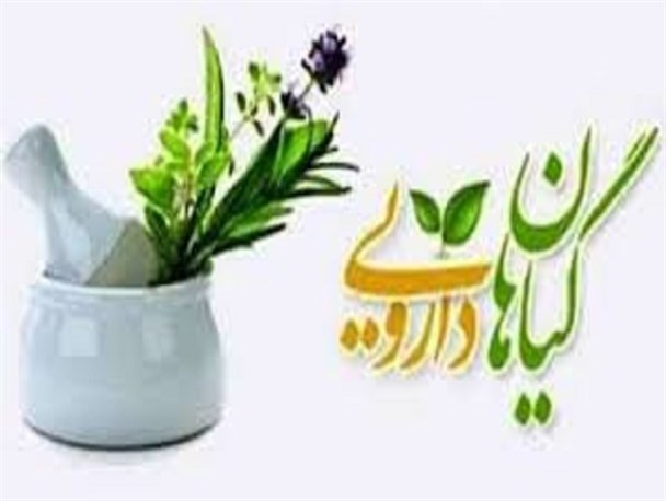 گیاهان دارویی اردبیل به جایگاه واقعی نرسیده است