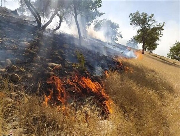 آخرین جزئیات آتش سوزی در "باگ" و "بادمگان دنا" از زبان فرماندار