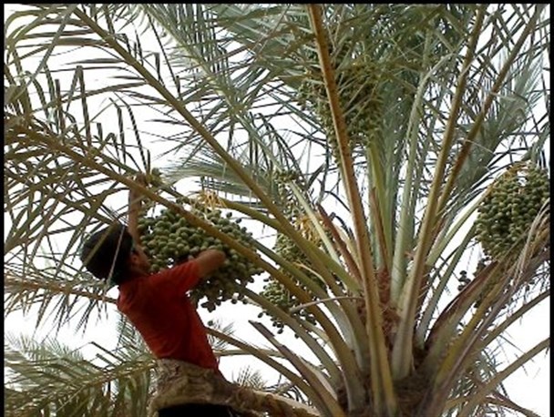 شش هزار هکتار نخلستان در شهرستان کازرون وجود دارد