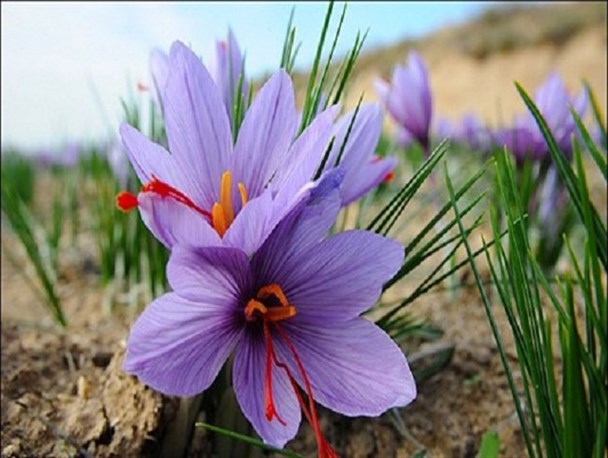 پیش بینی برداشت 3 تن طلای سرخ از مزارع استان/توسعه سطح زیرکشت طلای سرخ؛در دست مطالعه