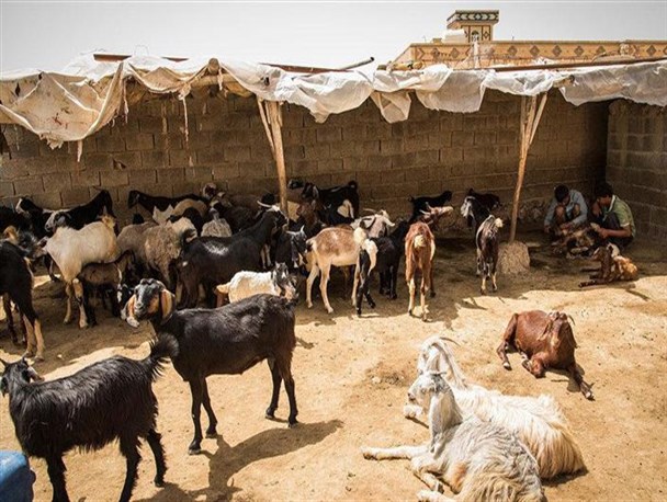 189 هزار رأس گوسفند و بز علیه بیماری آبله واکسینه شدند