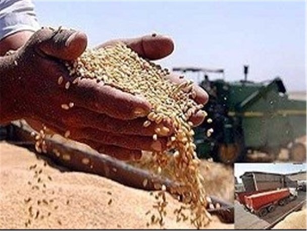 خرید تضمینی محصولات کشاورزی در هرمزگان از مرز55 هزار تن گذشت