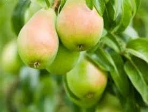 گلابی پسابرجامی؛ کیلویی ۸۰۰۰ تومان!/ طنز