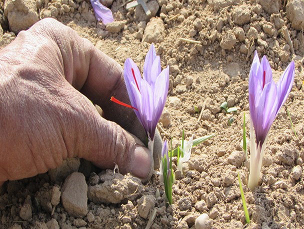 برند سازی زعفران فاروج؛ راهکاری برای توسعه شهرستان
