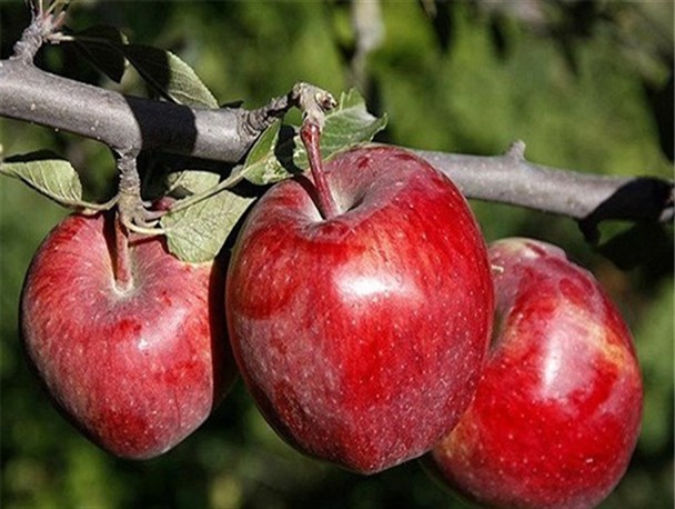 آفت بی تفاوتی مسئولین در آشفته بازار سیب مراغه