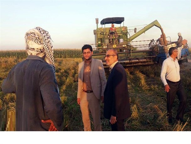 جشن برداشت برنج چغامیش با برند دزفول/ مشکلات کشاورزان، وعده‌های فرماندار +تصاویر