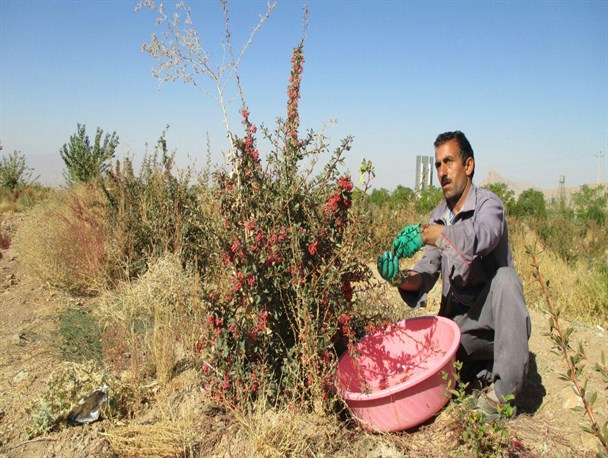 برداشت زرشک در پارک جنگلی نراق+تصاویر