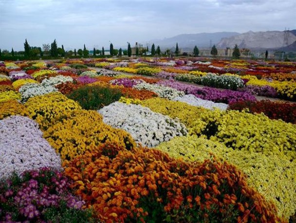 اولین جشنواره استانی گل های داوودی در لرستان افتتاح شد +عکس