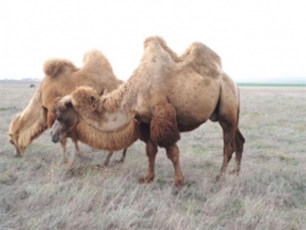 وجود ۱۵۰ شتر دو کوهانه در اردبیل