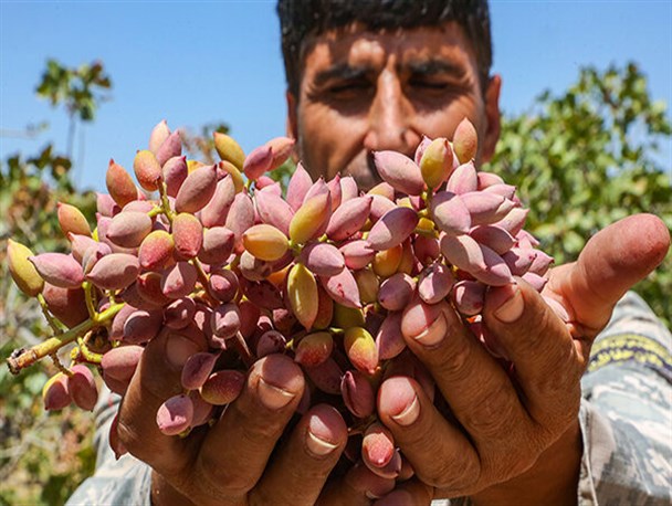 برداشت پسته ایران در هر هکتار یک نهم دنیاست/ کارگاه‌های فرآوری و گذر از کشاورزی سنتی؛ راه نجات طلای سبز