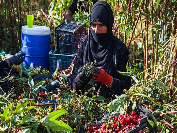 رتبه نخست تولید چای ترش کشور به سیستان و بلوچستان اختصاص یافت/ دلگان؛ قطب تولید چای مکی