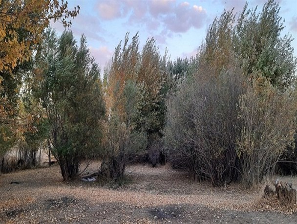 نقاشی طبیعت در پاییز هزاررنگ روستاهای بیجار