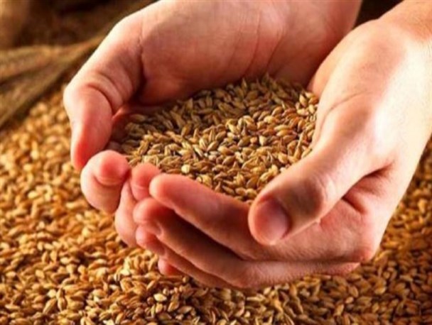 تهیه بیش از ۴۰ هزار تن بذر گواهی شده گندم در کرمانشاه
