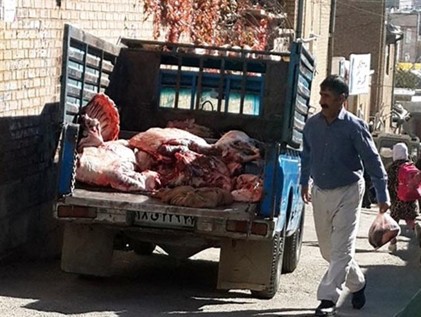حمل غیر بهداشتی لاشه های گوشت با وانت + تصاویر
