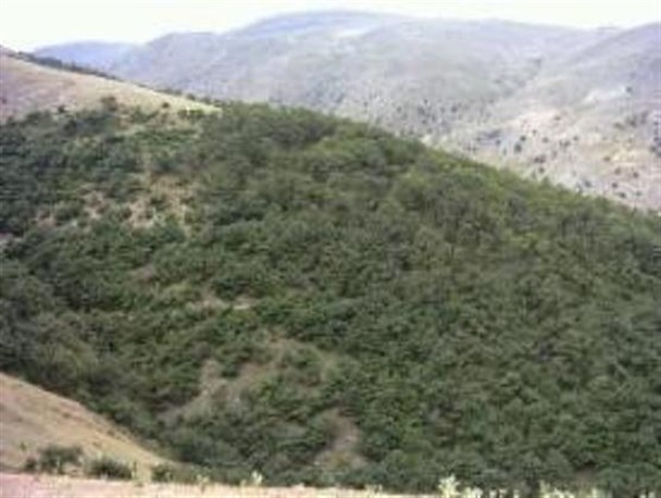 عزم دوستداران طبیعت جوانرود برای احیای جنگلهای بلوط
