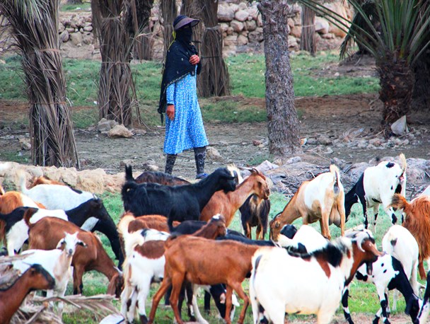 اقتصاد مقاومتی را باید در خانواده های روستایی جستجو کرد