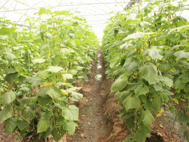 ازتولیدات گلخانه ای تا پرورش ماهی/ کسب روزی حلال با طعم صیفی جات و ماهی