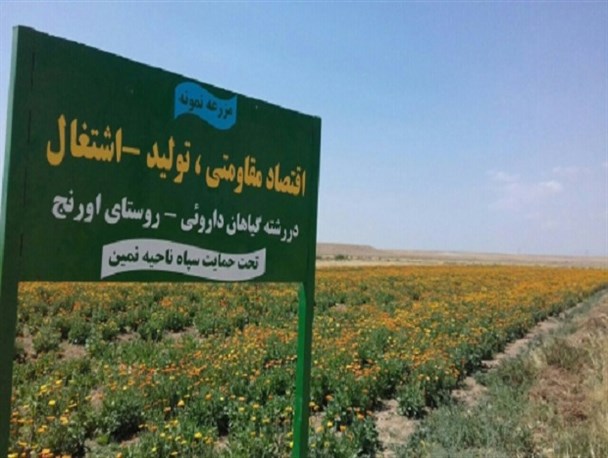 درآمد میلیونی با کشت گیاهان دارویی+تصاویر
