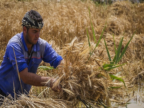 خطر خروج از خودکفایی گندم با بی تدبیری دولت/ نرخ خرید تضمینی گندم نیازمند اصلاح
