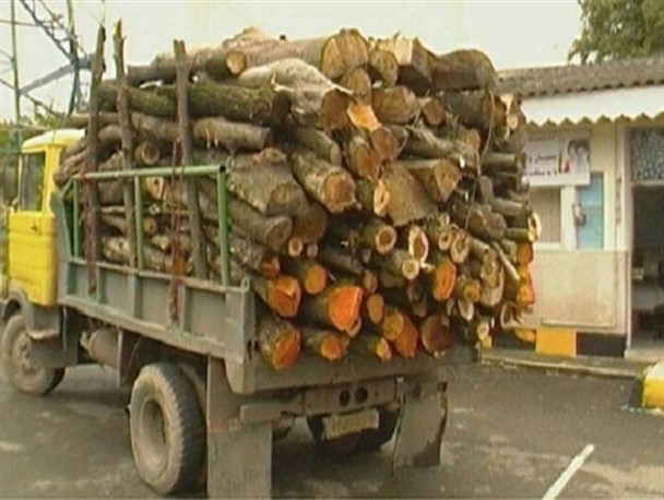 کشف بیش از ۱۴ تن چوب قاچاق در کبودراهنگ