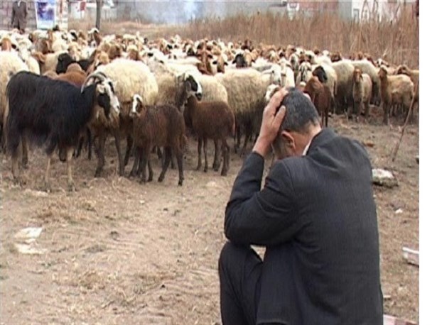 از متضرر شدن دامداران تا سودی که دلال‌ها به جیب می‌زنند/ گلایه دامداران از تعلل شرکت پشتیبانی امور دام برای کشتار