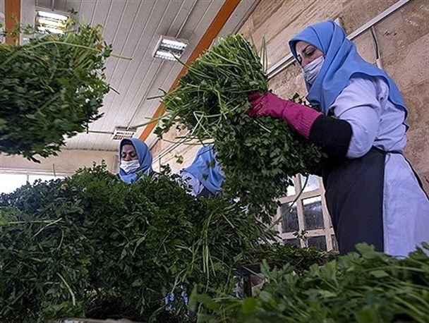 ریحانه هایی بادستان پینه بسته در تلاش برای کسب روزی